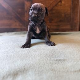 Cane Corso Puppies from Cowan Farms
