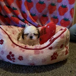 Snowflake - Liver and white female Shih Tzu puppy in Delta, Colorado from Wachowicz Shihtzu