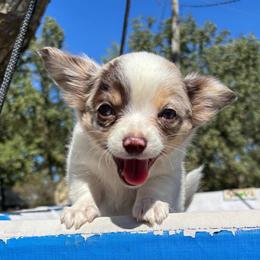 Stuart - White male Chihuahua puppy in Seneca, Missouri from Stephanie’s Puppy Colony