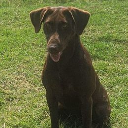 Eva - Chocolate female Labrador Retriever puppy in Giddings, Texas from Artisan Retrievers