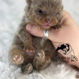 Pomeranian Puppies from Treasured Jewels Pomeranians