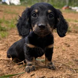 Oreo - Black and cream female Dachshund puppy in Wytheville, Virginia from Weenie Haven