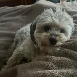 CeCe - Aussiedoodle
