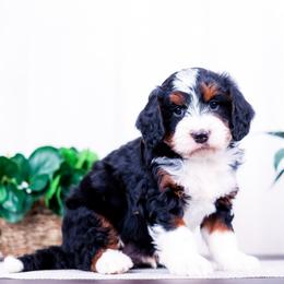 Blaze - Tri-color male Bernedoodle puppy in Arthur, Illinois from Central Illinois Bernedoodles
