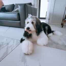Assorted Doodle Crosses, Bernedoodle, and Goldendoodle Puppies from Central Florida Bernedoodles