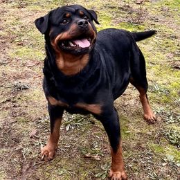 Rottweilers from Winters Rotties