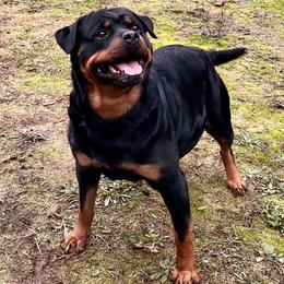 Rottweilers from Winters Rotties