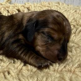 Caroline - Dapple female Dachshund puppy in Greenup, Kentucky from Tygart Creek Dachshunds