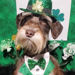 Pecan - Miniature Schnauzer puppy in Vernal, Utah from High Uinta Schnauzers