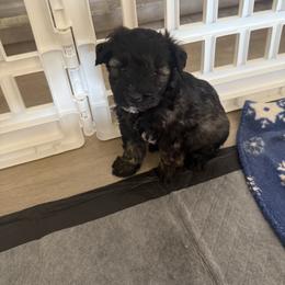 Girl 3 - female Miniature Schnauzer puppy in Glendale, Arizona from Pipes of Gizzie’s Swamp