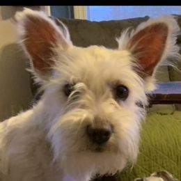 Issy - Miniature Schnauzer