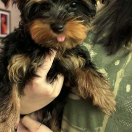 Yorkshire Terriers from Thankuyorkies