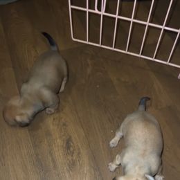 Girl 1 - Cream Companion Cross puppy in North Carolina from Jaybee’s : CLT Mini - Chiweenie’s