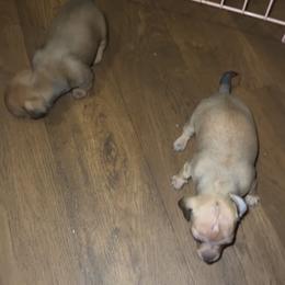 Girl 1 - Cream Companion Cross puppy in North Carolina from Jaybee’s : CLT Mini - Chiweenie’s