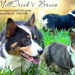 Bruno - Pembroke Welsh Corgi