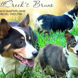 Bruno - Pembroke Welsh Corgi