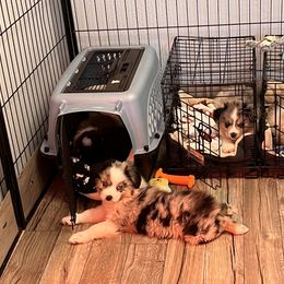 Dachshund and Miniature American Shepherd Puppies from Long Dog Inc.