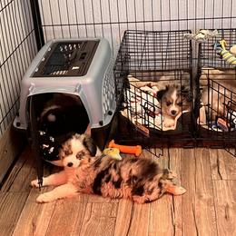 Dachshund and Miniature American Shepherd Puppies from Long Dog Inc.