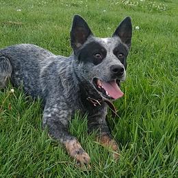Mick - Australian Cattle Dog