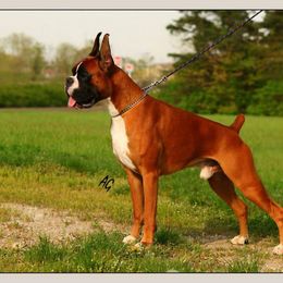 Boxer All Grown Up from Dizara Boxers