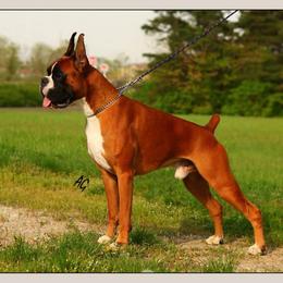 Boxer All Grown Up from Dizara Boxers