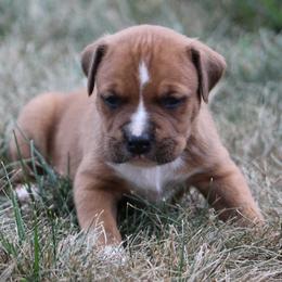 Nico - Red male American Staffordshire Terrier puppy in Guilford County, North Carolina from Explicit Kennel