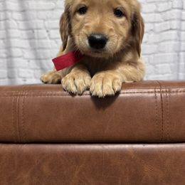 Red collar female- golden retriever - Golden female Golden Retriever puppy in Piedmont, South Carolina from The Farm at Saluda Ridge