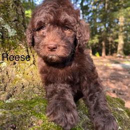 Reese - Chocolate female Goldendoodle puppy in New Ringgold, Pennsylvania from Hawk Mountain Doodles