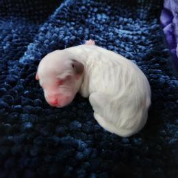 Boy 2 - Chestnut male Llewellin Setter puppy in North Dinwiddie, Virginia from Pups Furever