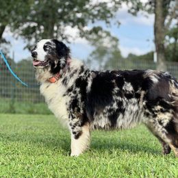 Josie - Australian Shepherd