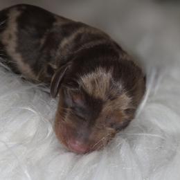 Dapple female - Dapple female Dachshund puppy in Saint Agatha, Maine from Spruce Valley Miniature Dachshunds & Boston Terriers