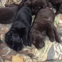 Labrador Retriever Puppies from Andy Lafleur