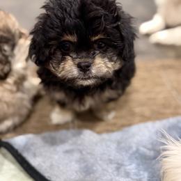 Maverick - Black and tan male Companion Cross puppy in Calhan, Colorado from Millennium Falcon Kennels