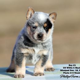 Mazie Boy 1 - Blue speckled male Australian Cattle Dog puppy in Point, Texas from Lakylu Kennels