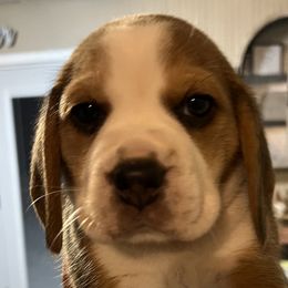 Girl 1 - Black white and tan Beagle puppy in Crawfordville, Indiana from Flatbroke Beagles