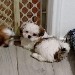 'Angle' - Silver gold and white male Shih Tzu puppy in Grand Prairie, Texas from R&R Shih-Tzus & Stud Services