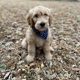 Bernedoodle and Goldendoodle Puppies from Hello Doodle Ranch