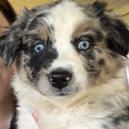 Pink - Blue merle Australian Shepherd puppy in Guthrie, Oklahoma from Robertson’s Aussies