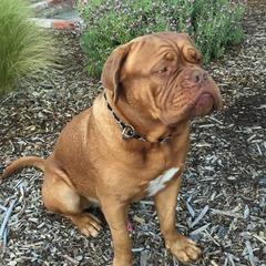 Dogues de Bordeaux from Chatsworth DDB