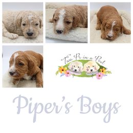 Goldendoodle Puppies from Two Ps in a Pod