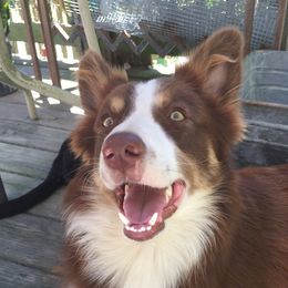 Hemp - Border Collie