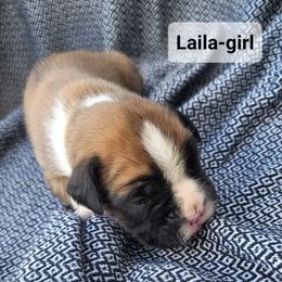Laila - Fawn female Boxer puppy in Cheney, Washington from Royal Dream Boxers