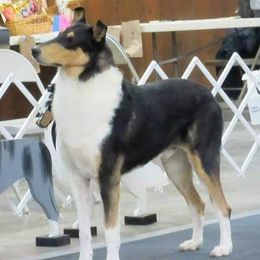 Collies from 5C's Collies