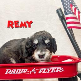 Remy (Red) - male Golden Mountain Doodle puppy in Boiling Springs, South Carolina from OlliePups, LLC