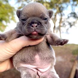 Blue Fawn Girl - Blue fawn female French Bulldog puppy in Gulf Breeze, Florida from SW Frenchies