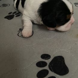 Girl 2 - Tri-color Cavalier King Charles Spaniel puppy in Brewerton, New York from Patch of Land Acres