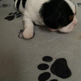 Girl 2 - Tri-color Cavalier King Charles Spaniel puppy in Brewerton, New York from Patch of Land Acres