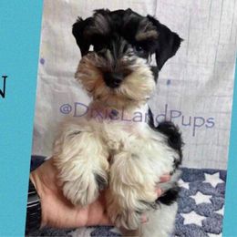 Simon - Miniature Schnauzer