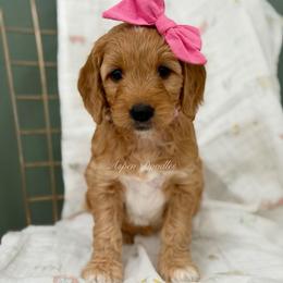 Pink collar BARBIE - Apricot female Goldendoodle puppy in Salem, Utah from Aspen Doodles Utah