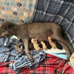 Henry - Solid Brown, Orange Collar Boy - Brown male Poodle puppy in Charlo, Montana from Heavenly Hilltop Farm